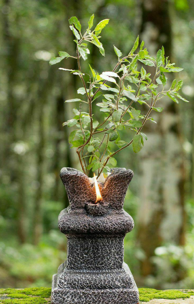 Tulsi is not just a plant; it`s a presence. It cleanses the air and purifies your mind. It teaches you a life lesson to be steady and heal quietly.