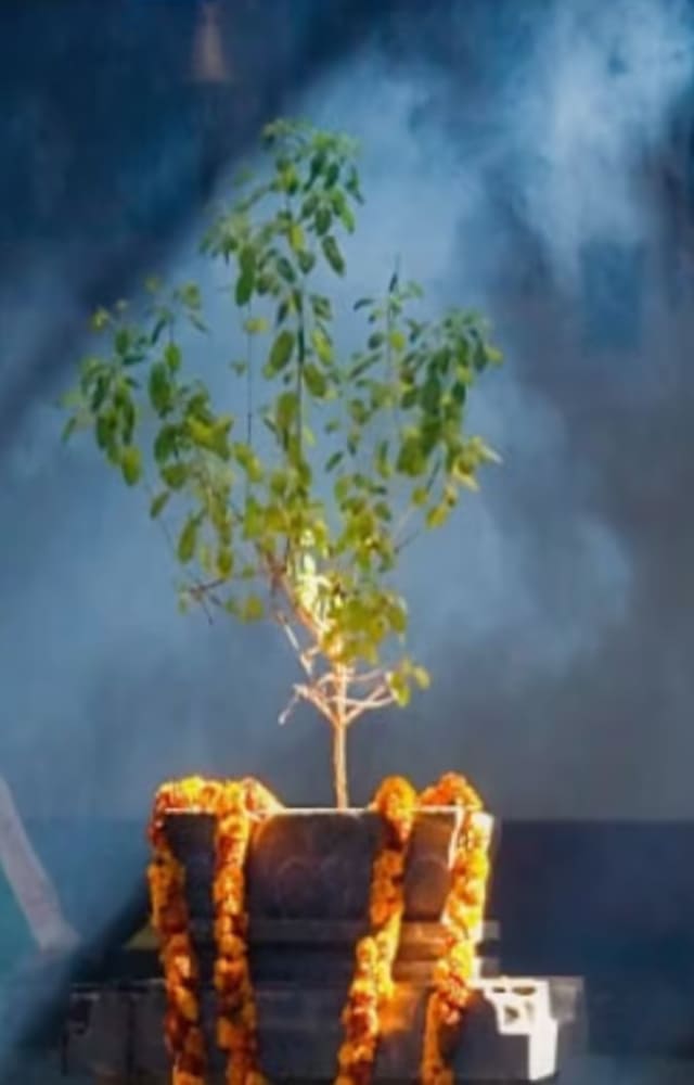 Today is the right day for singles who are eager to get married. Performing Tulsi Vivah can remove obstacles coming your way of getting married. Read how.