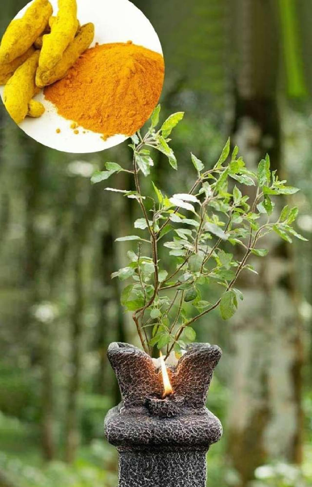 Start the rituals of Tulsi Vivah by offering some turmeric to the plant and praying for an early marriage. This is for people with weak Jupiter in their stars.
