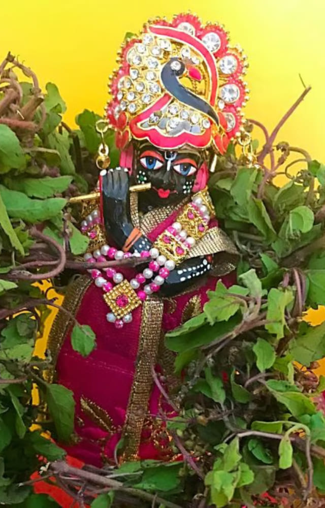 Goddess Vrinda once cursed Lord Vishnu and turned him into a stone. Instead, her devotion won Vishnu`s heart, and he promised to marry her every year.
