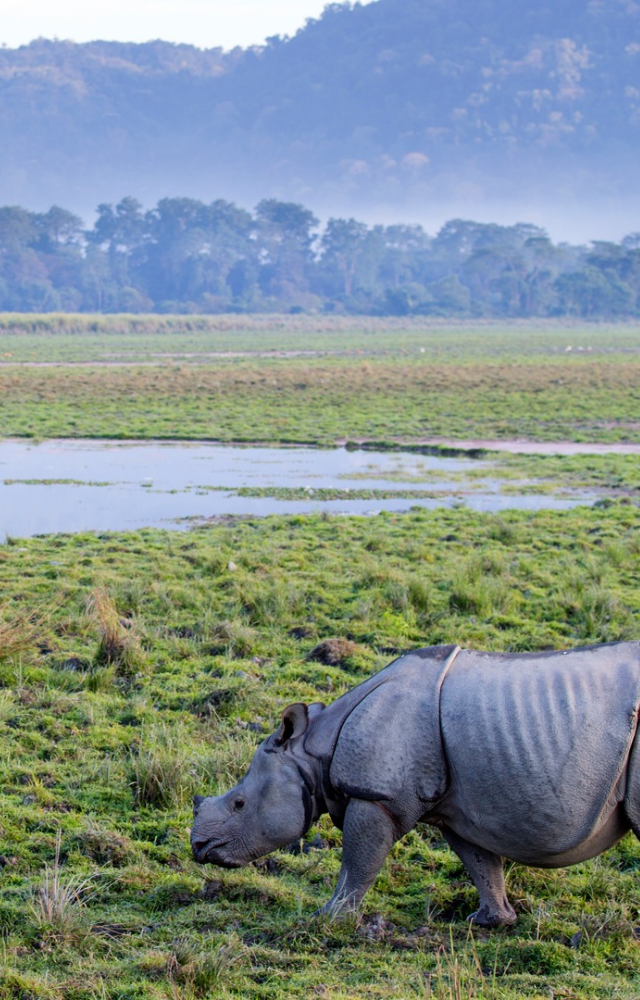 Known for the largest population of one-horned rhinoceroses, this sanctuary in Assam boasts rich biodiversity and is a critical conservation site.