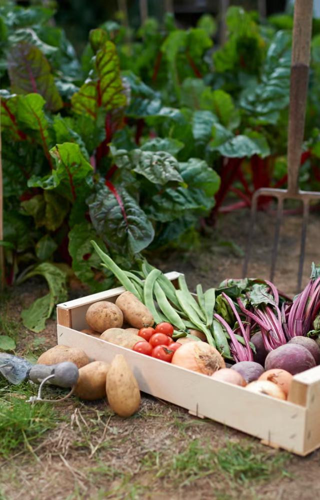 7 Healthy Veggies To Grow At Home