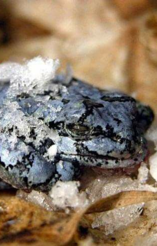 This frog can survive with 65percent of its body water frozen, including the heart and brain. It thaws in spring and hops away unharmed.
