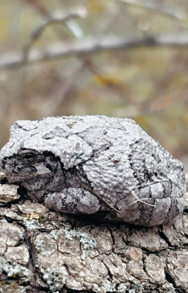 Found in North America, it can survive below-freezing temperatures by producing glucose that protects its cells during freezing.
