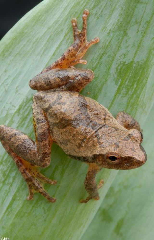These small frogs tolerate partial body freezing, using natural antifreeze to keep vital organs safe in winter.
