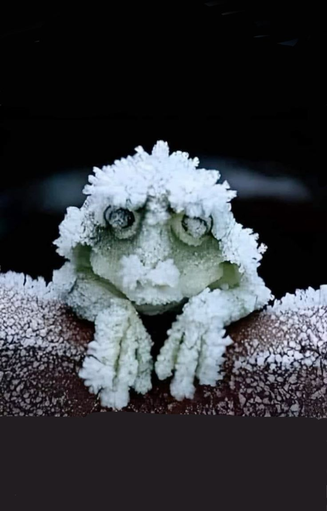 Amphibians That Freeze to Survive Winter