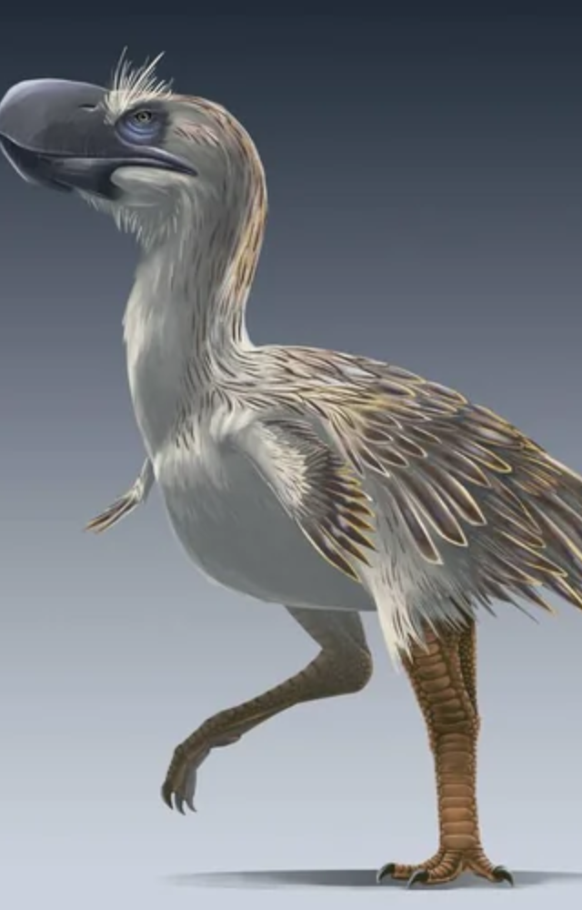 Carnivorous and fast, these 10-foot-tall predators ruled South America after dinosaurs and could run down prey with deadly precision.
