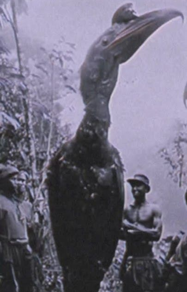 Extinct Birds Bigger Than Humans