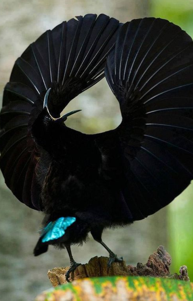 The male flips its feathers into a black oval and dances with rapid hops and clicks, dazzling the female with every move.

