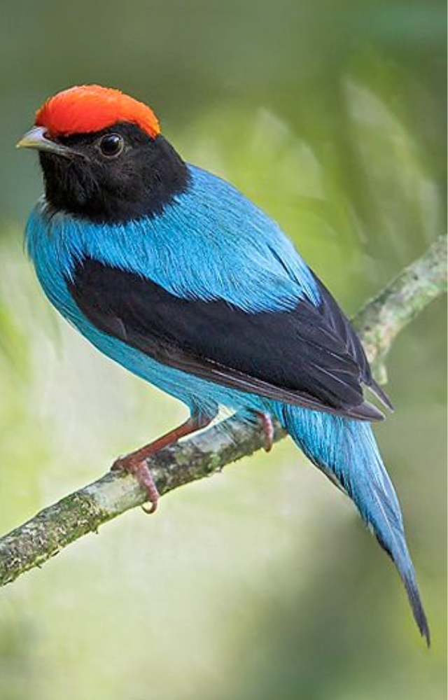 These small South American birds dance in coordinated groups, jumping between branches like an avian boy band to attract females.
