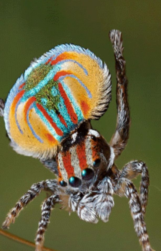 Though technically not a bird, this tiny spider’s colorful dance rivals any bird’s flair—so mesmerizing, it deserves mention.
