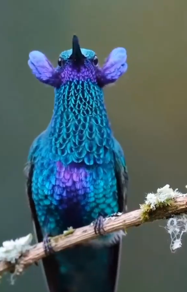 Birds That Dance to Attract Mates