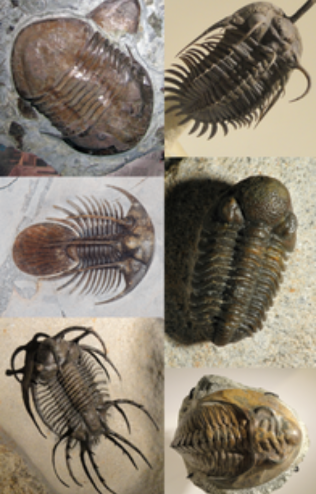 These armored sea dwellers emerged over 500 million years ago—almost 100 million years before the first trees evolved.
