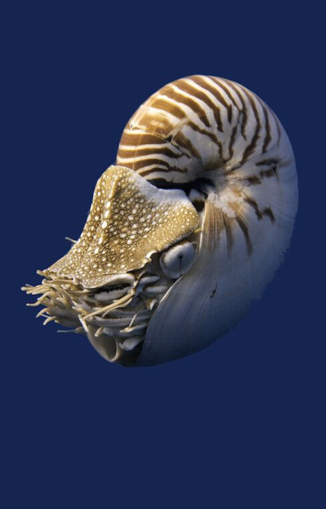 This deep-sea mollusk has barely changed in 400 million years. Its spiral shell design predates trees by tens of millions of years.
