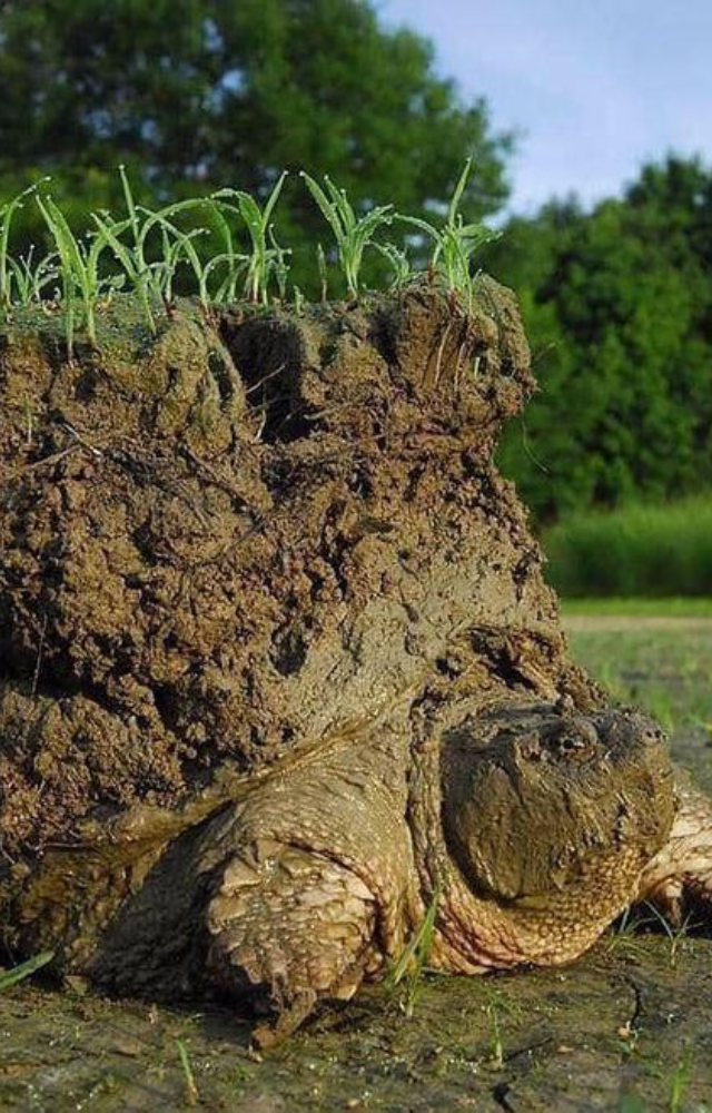 Creatures Older Than Trees