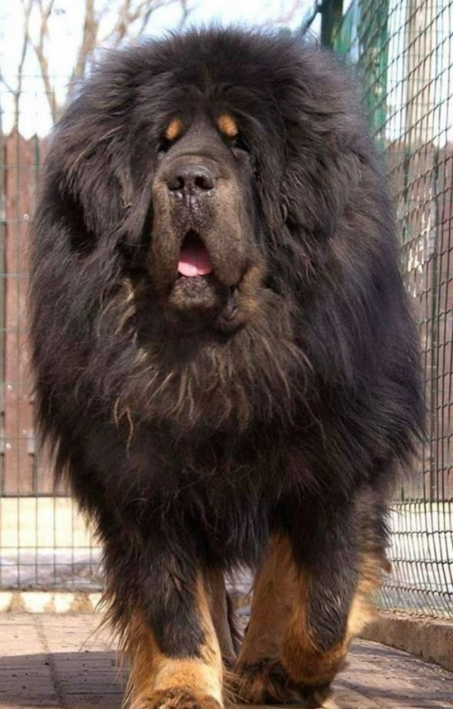 This majestic breed is the world’s costliest, with prices reaching 50 lakh to 1.5 crore. One was even sold for over 12 crore in China.
