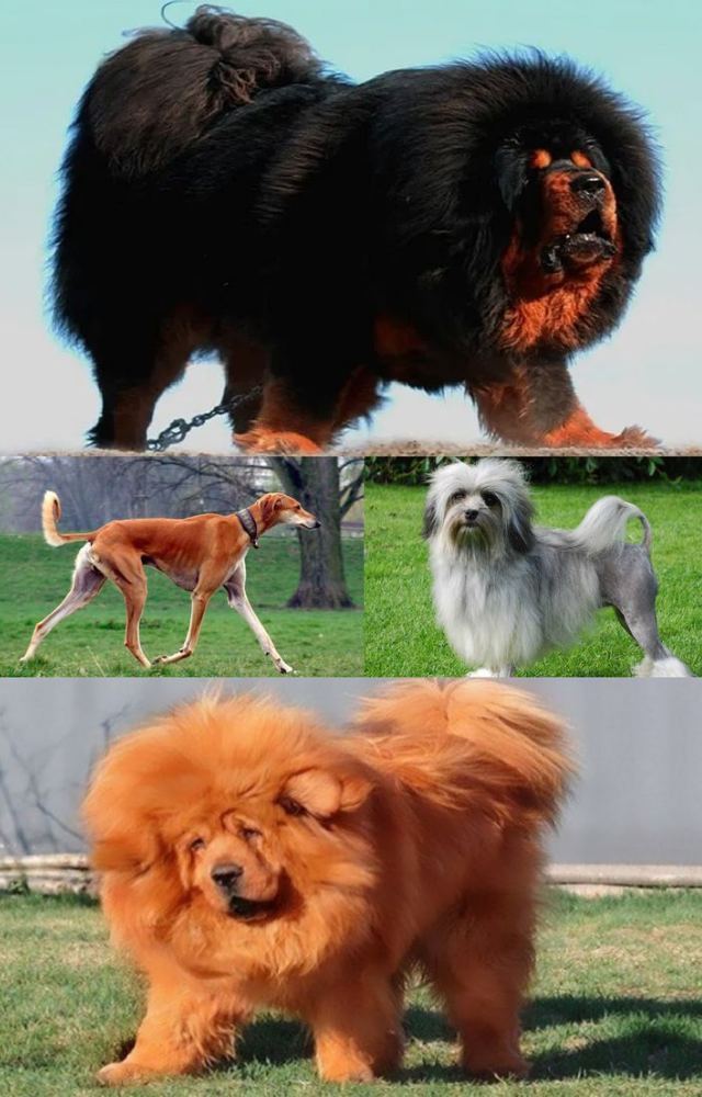 World’s Costliest Dog Breeds