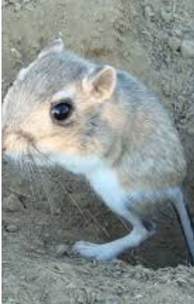 Found in North American deserts, it never drinks water. It gets all moisture from dry seeds and has super-efficient kidneys that retain every drop.
