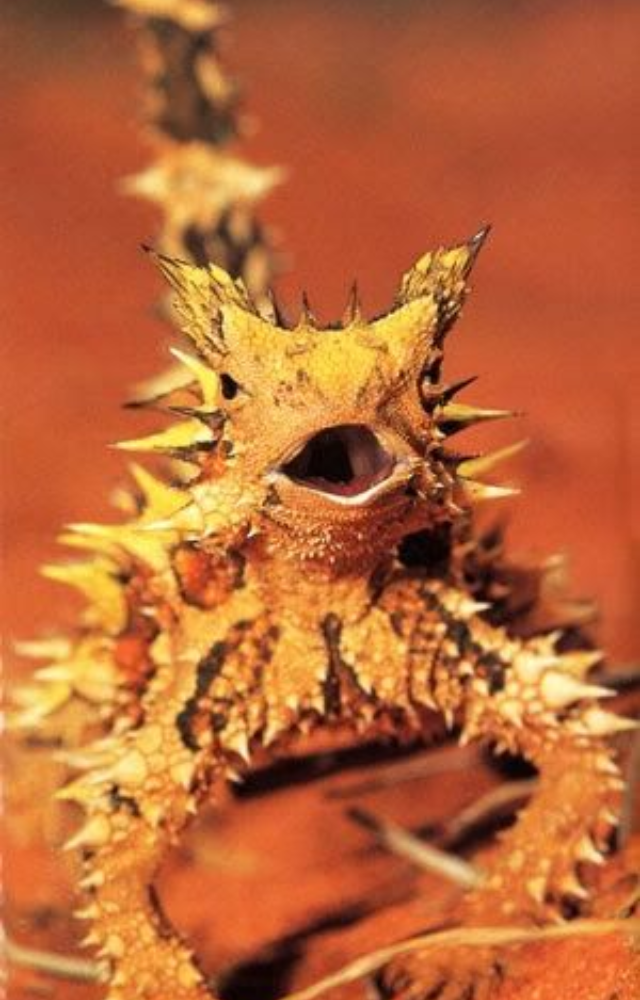 This Australian reptile absorbs water through its skin from rain or dew. It never needs to drink and thrives in arid deserts.
