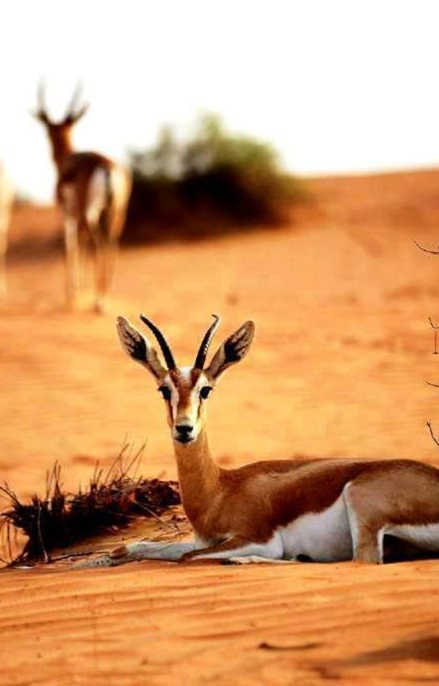 Native to the Arabian Desert, it shrinks its liver and heart during droughts to reduce water loss, going months without drinking.
