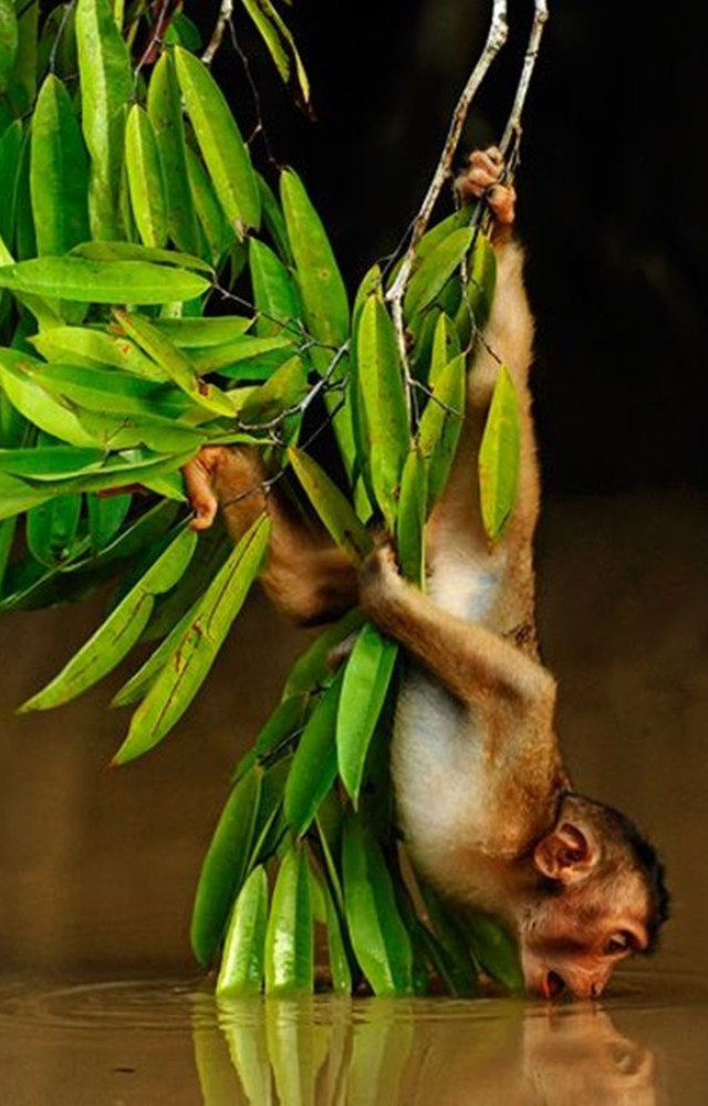 Creatures That Skip Drinking