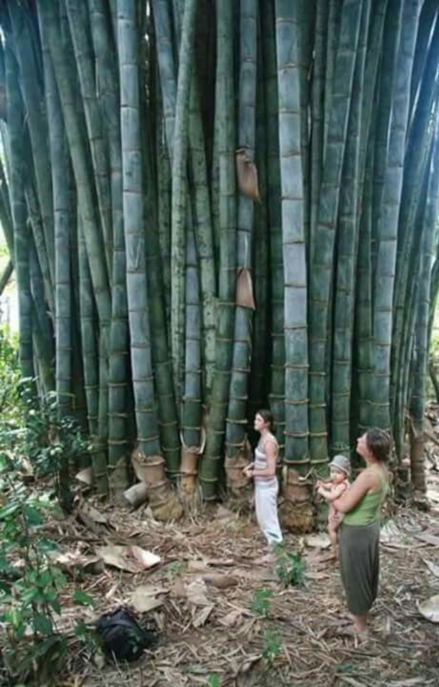 Some bamboo species bloom only once in 40–120 years—triggering ecosystem shifts and local myths of famine or fortune.
