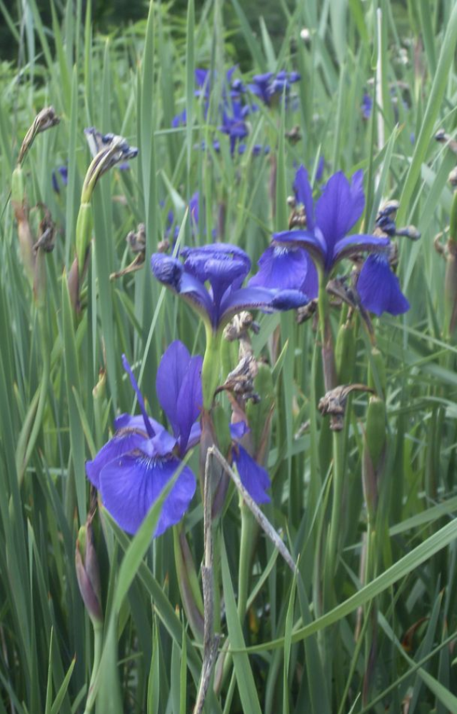 This stunning purple flower carpets South Indian hills every 12 years, attracting visitors from across the world.

