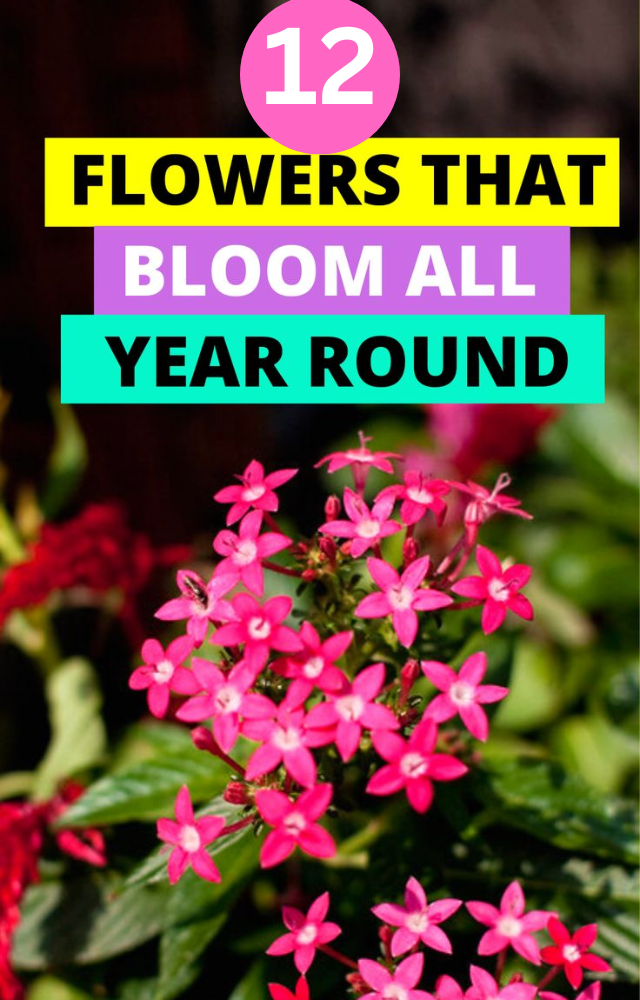 Plants With One-Time Blooms