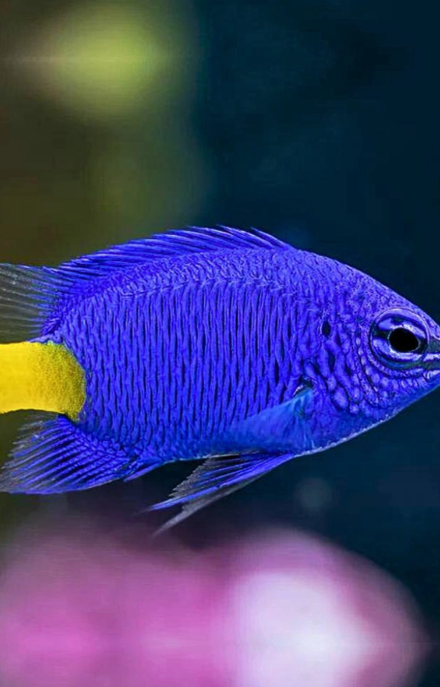 These small reef fish grow algae gardens and fiercely guard them from invaders, much like farmers protect crops.
