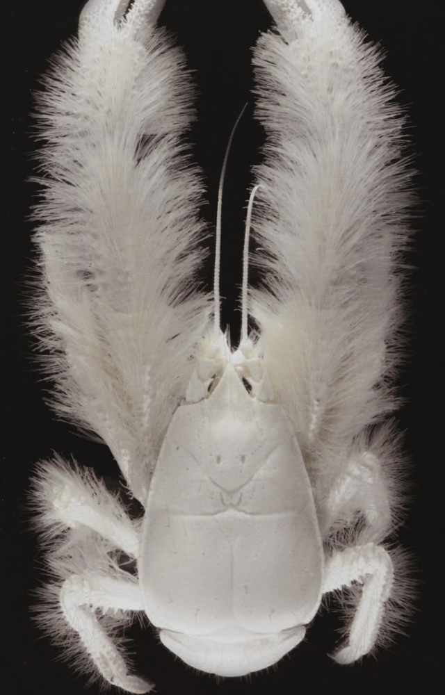 Living near hydrothermal vents, they grow bacteria on their hairy claws and feed on it—literally farming their own food source.
