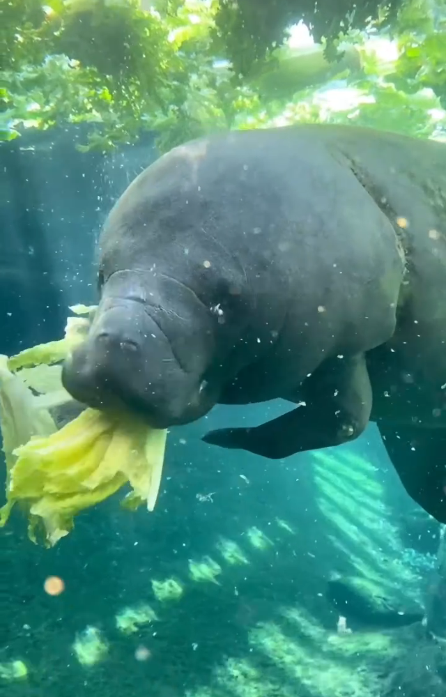 Sea Creatures That Farm Food