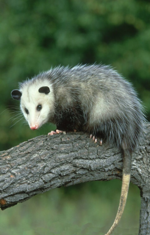 The classic “playing dead” expert. When threatened, it collapses, drools, and emits a foul smell—fooling predators into thinking it`s already dead.
