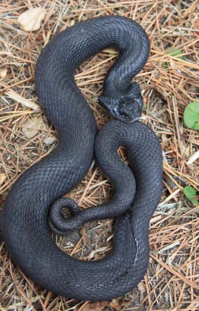 If bluffing doesn’t work, this snake flips onto its back, sticks out its tongue, and pretends to be lifeless until danger passes.
