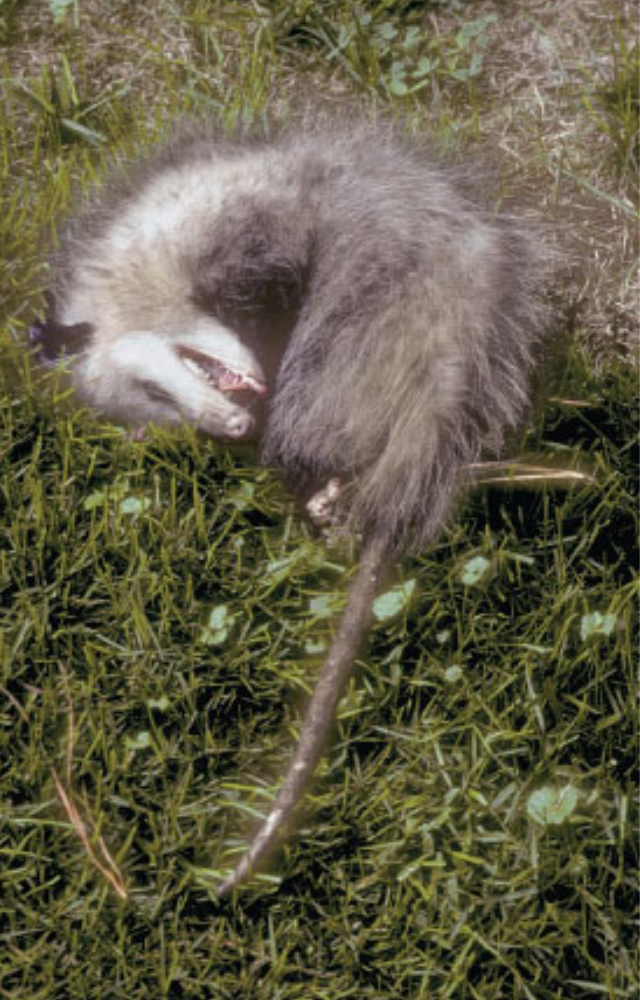 Animals That Fake Their Deaths