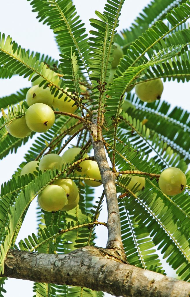 A powerhouse of vitamin C, amla is used to boost immunity, improve digestion, and rejuvenate cells in Vedic and Ayurvedic texts.

