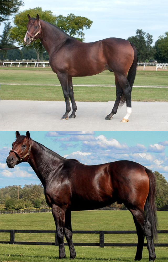 A Kentucky Derby winner, this Thoroughbred became the most expensive horse ever sold—valued more than a private jet.
