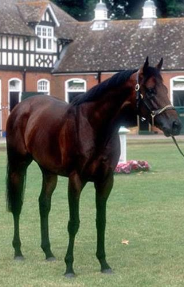This Arabian-bred racehorse was sold for a staggering price due to his elite bloodline and championship potential.
