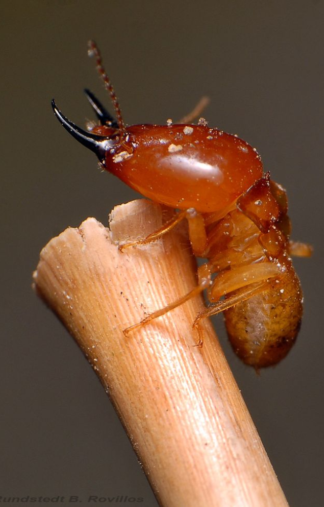 Termites build giant mounds with internal ventilation, temperature control, and chambers—rivaling human-designed buildings in structure and function.
