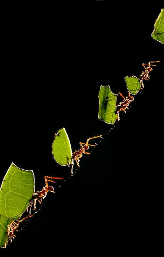 These ants create massive underground fungus farms, cutting leaves and cultivating mold for food. Their tunnel systems can span entire forests.

