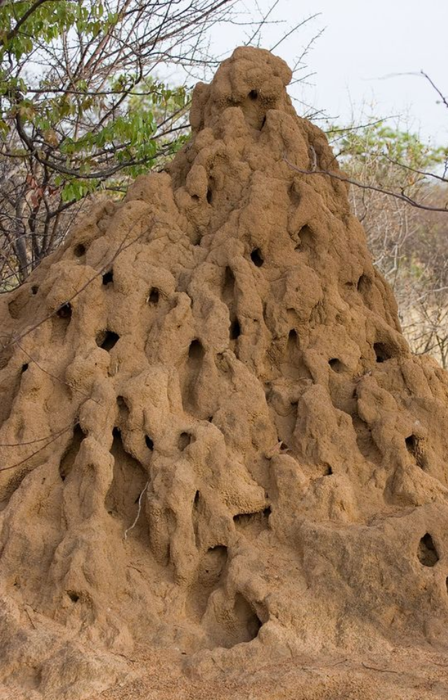 Insects That Build Structures