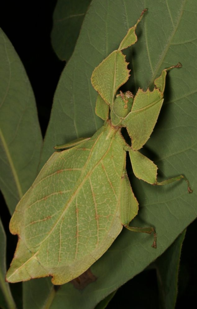 With leaf-like veins and green bodies, this insect mimics leaves so well even predators get fooled.
