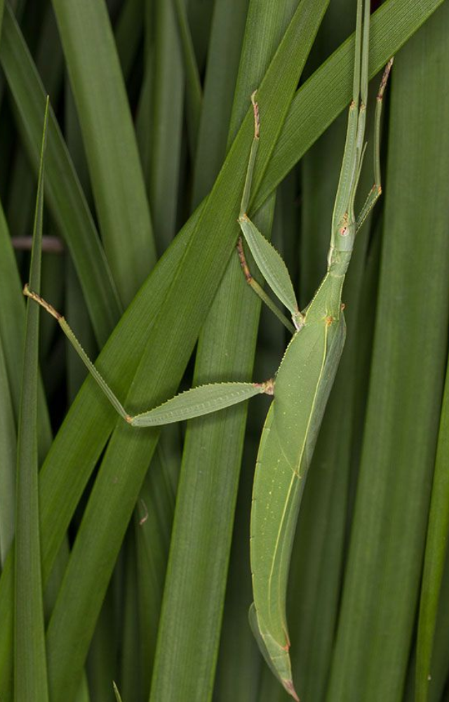 Long and thin, it looks like a dry twig. It stays still for hours, blending perfectly into tree branches.
