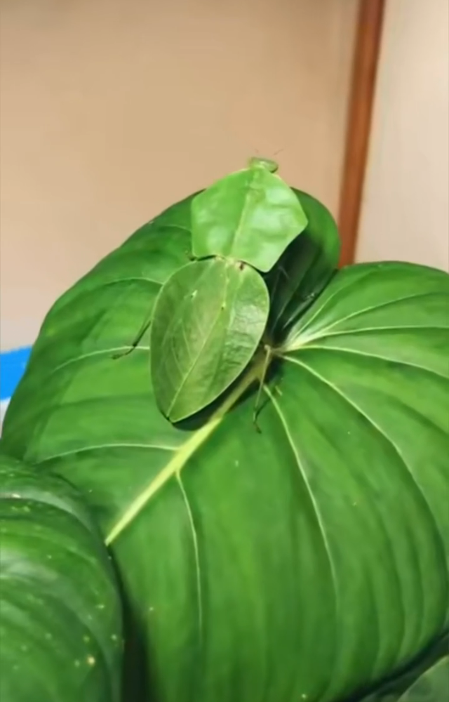 This insect mimics chewed leaves, complete with brown edges and midrib-like body lines.
