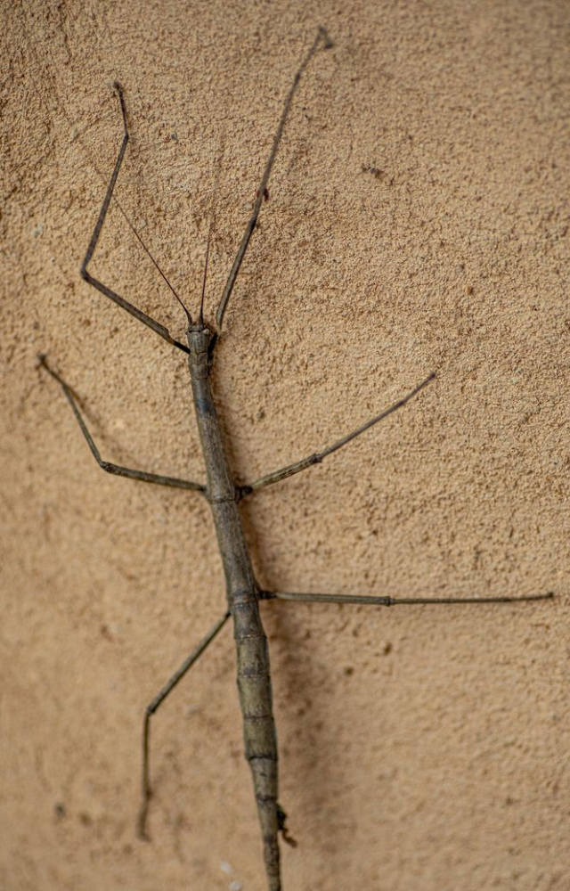 Insects That Mimic Leaves & Sticks
