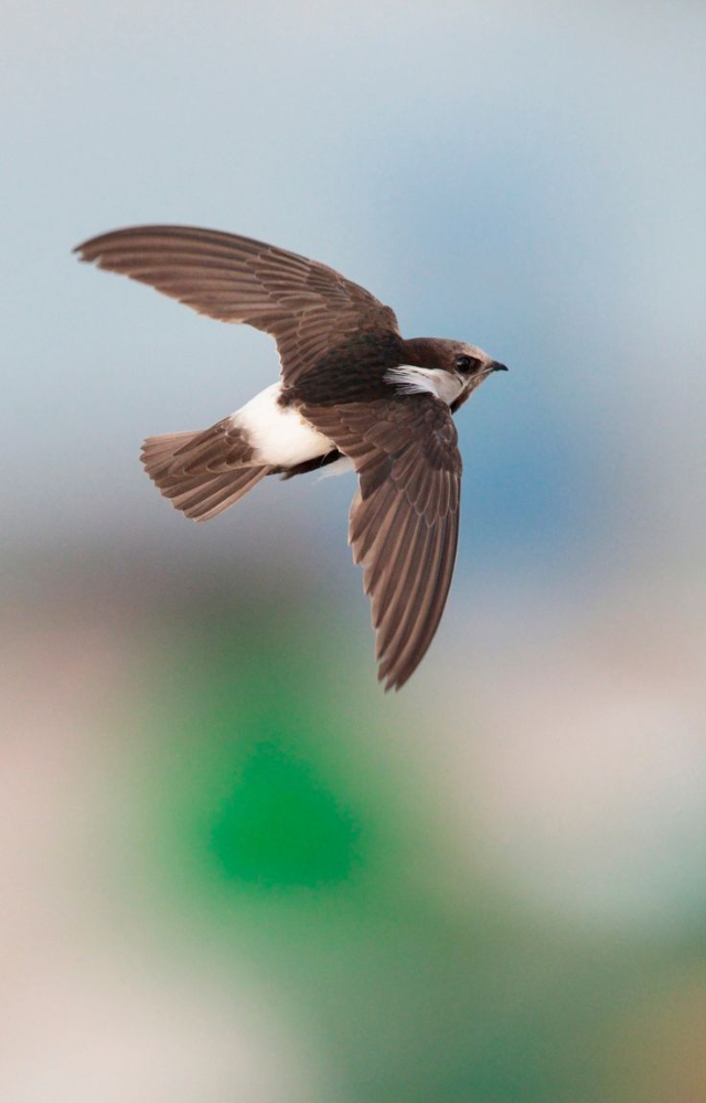 A Bird That Can Sleep Without Falling While Perching: Nature’s Miracle