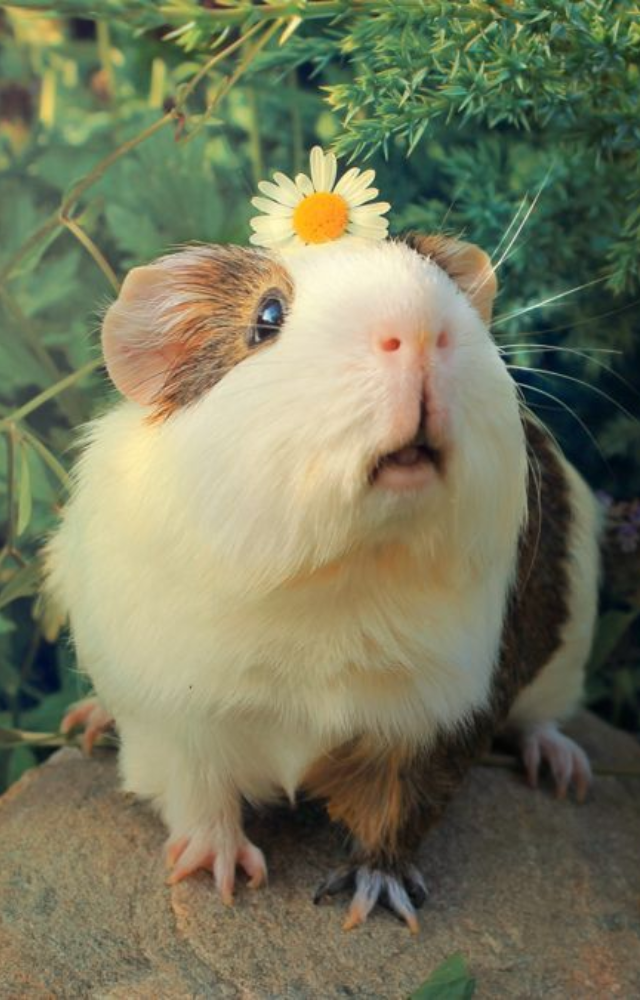 Guinea pigs are social animals, and Swiss law considers it cruelty to keep only one. You must own them in pairs or more.
