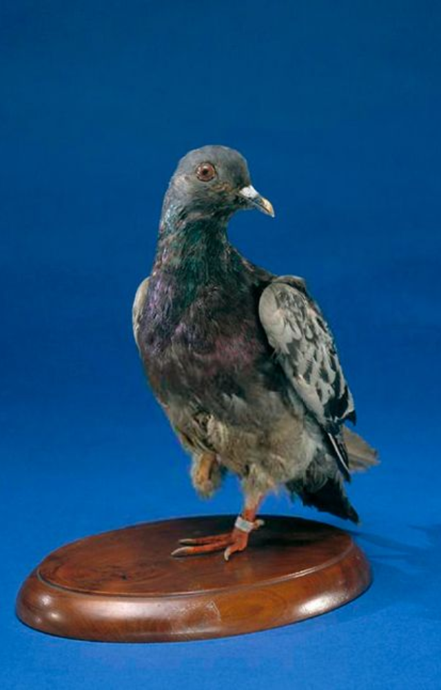 A blue check homing pigeon used by the U.S. Army, Cher Ami saved nearly 200 soldiers by delivering a message under fire.
