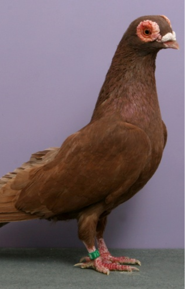 Barb pigeons were used in Europe for their excellent homing instincts, playing silent yet critical roles in military communication.
