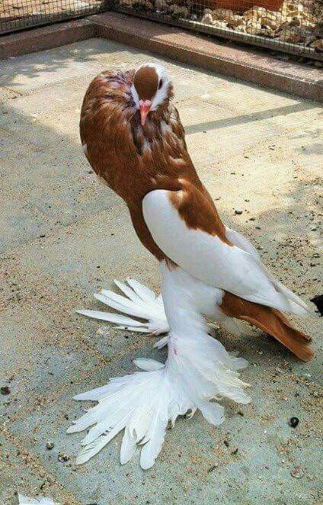 Spy Pigeons in History