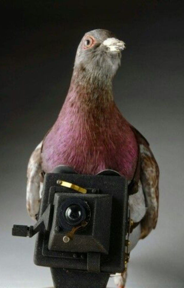 Used to carry secret messages across enemy lines, some pigeons were even fitted with tiny spy cameras to capture aerial photos.

